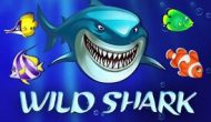 Wild Shark